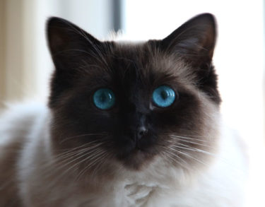 milly ragdoll cat