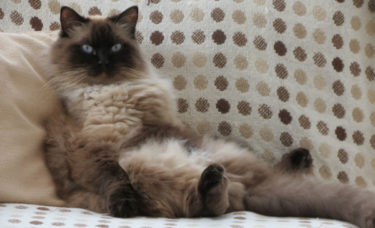 what is a ragdoll cat photo of Oscar