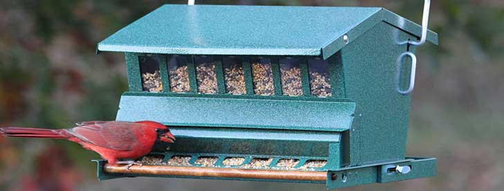 Which is the Best Squirrel Proof Bird Feeder for Your Yard