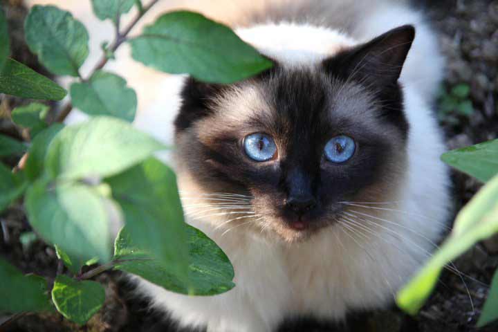 what is a ragdoll cat - beautiful baby blue eyes