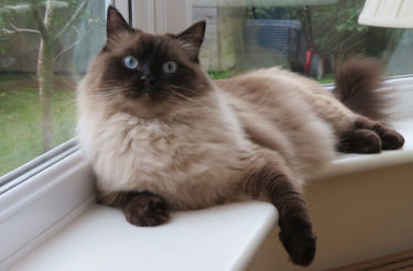 what are ragdoll cats oscar on the window ledge