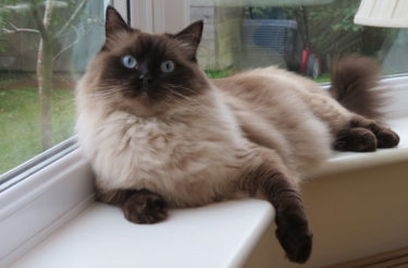 ragdoll cat average price