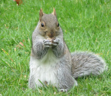 wildlife trail camers close up squirrel