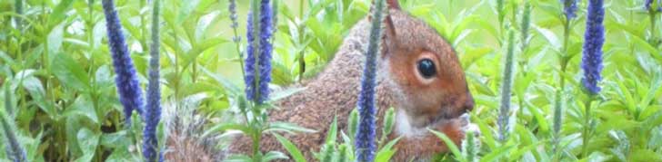 The best food to feed squirrels