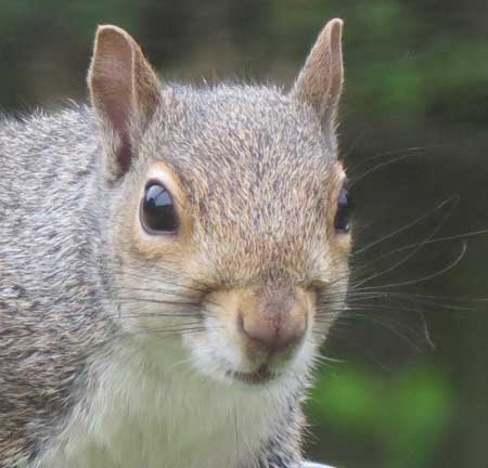 What is the healthy diet for squirrels?