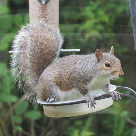 squirrel stealing wild bird food