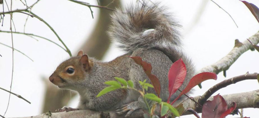 what to feed squirrels