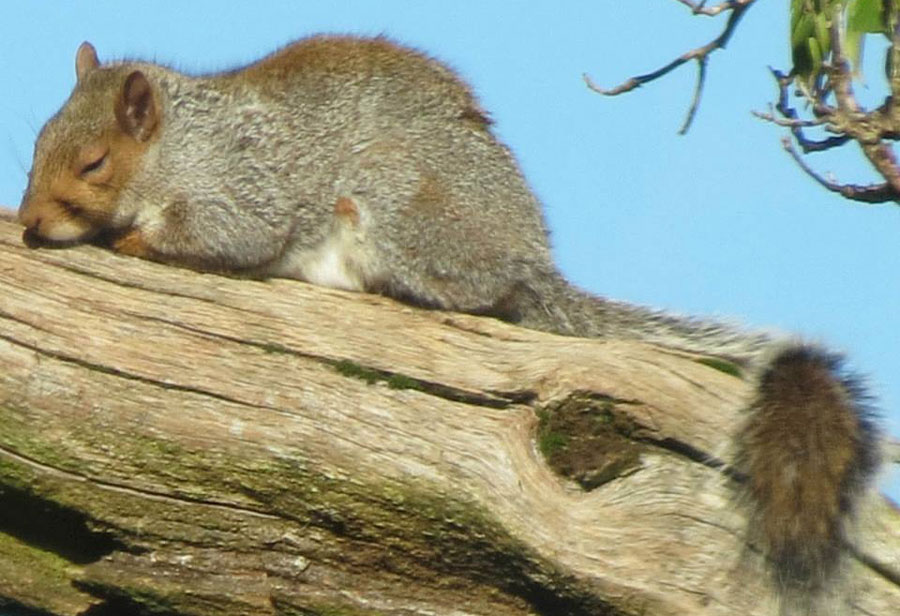 do squirrels hibernate?