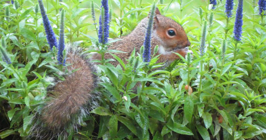 how long do squirrels live fo grey squirrel photo