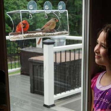 Best Rated Window Feeder Review