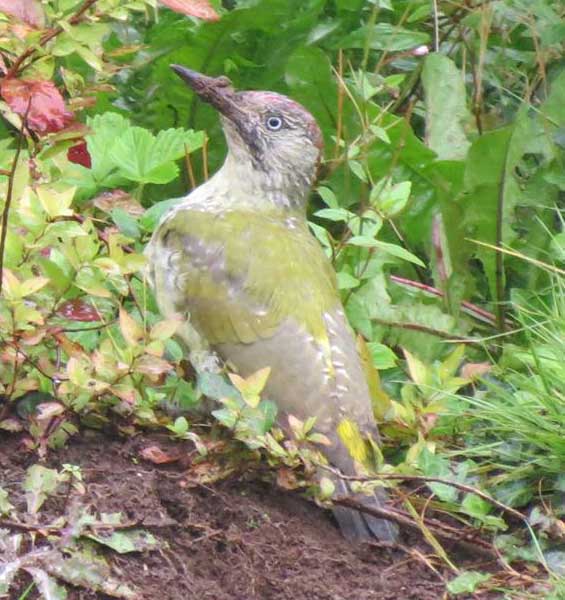 doorstep zoo quiz q3 bird image