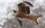 red-kite