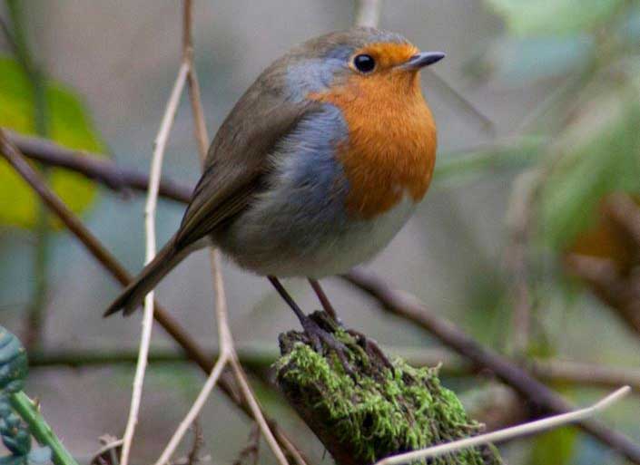 doorstep zoo quiz q1 bird image