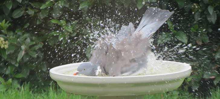 doorstep zoo quiz q2 bird image