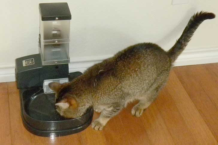 best automatic cat feeder