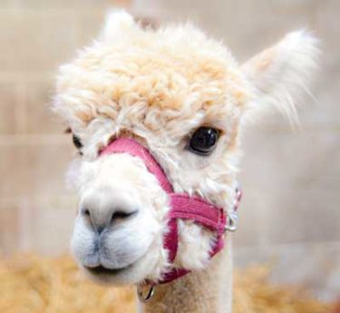 Rufus the Alpaca