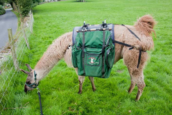 llama walking - Jack the Llama grazing