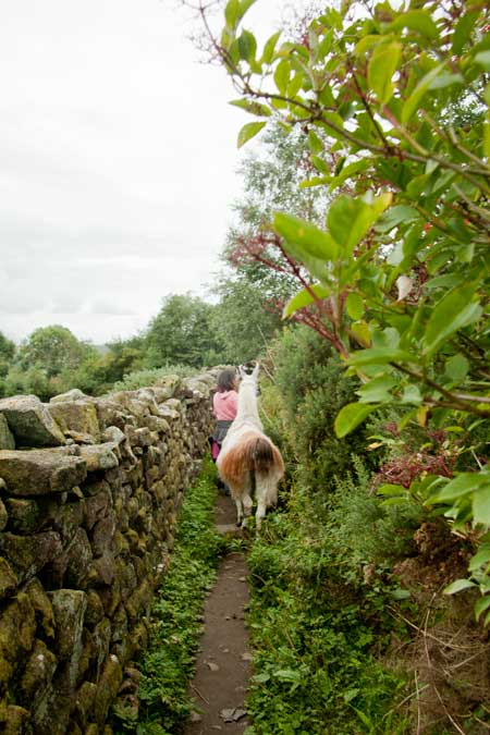 llama walking nidderdale