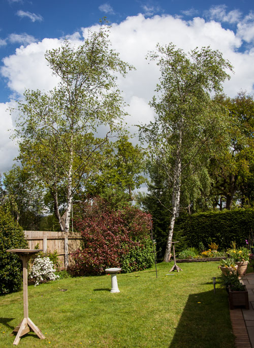 trees and bushes for birds